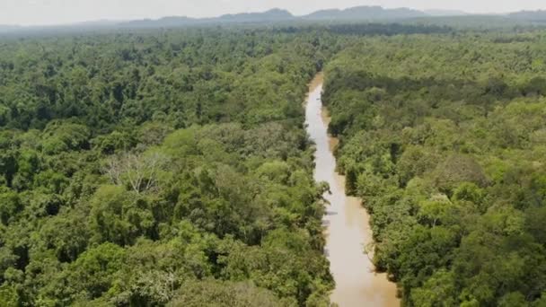 Hoogte Van Lucht Reizende Opname Van Rivier Het Borneo Regenwoud — Stockvideo