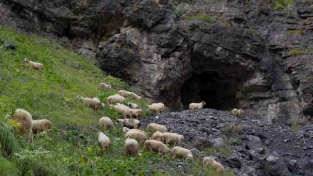 高山の風景の洞窟の近くの緑の牧草地で羊の放牧の群れ — ストック動画