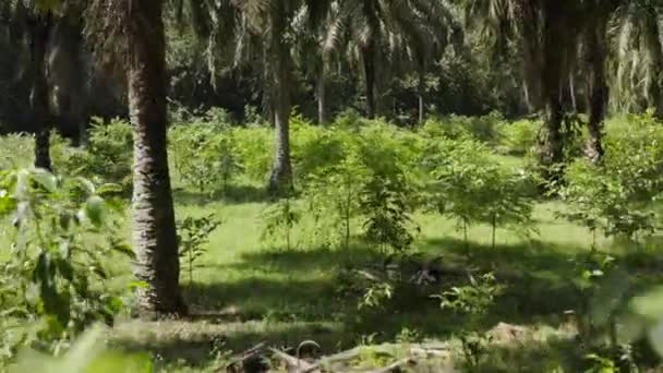 Letecký Pohled Uvnitř Palmové Plantáže Malajsii Širokým Záběrem — Stock video