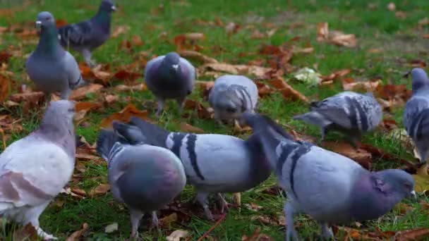 Galambok Nyüzsögnek Magokat Esznek Zöld Füvön Ősszel Száraz Leveleken Keresztül — Stock videók