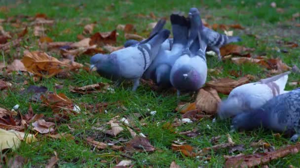 Troupeau Pigeons Recherche Nourriture Dans Parc Municipal Automne Prairie Verte — Video