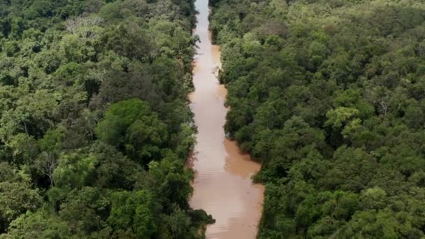 Foto Aérea Del Río Que Cruza Gran Selva Tropical Borneo — Vídeos de Stock