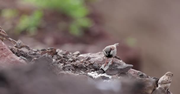 成群结队的小麻雀坐在岩石上 吃着大大的子弹 — 图库视频影像