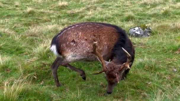 Vuxna Hanhjort Med Horn Som Betar Gräs Wicklow Nationalpark Irland — Stockvideo