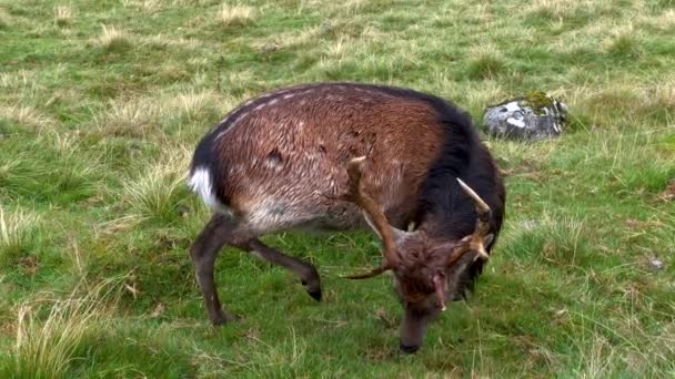 Veado Macho Adulto Com Chifres Pastando Grama Parque Nacional Wicklow — Vídeo de Stock