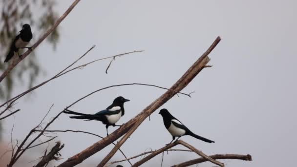 Eurasian Straka Birds Resting Dried Branches Driftwoods Shoreline Closeup — Stock video