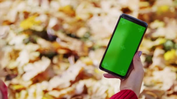 Anzeige Telefon Green Screen Herbst Wälder Nahaufnahme — Stockvideo