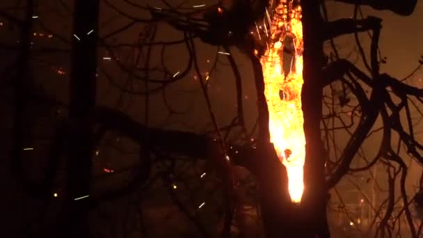 Brinnande Träd Stor Rasande Löpeld — Stockvideo