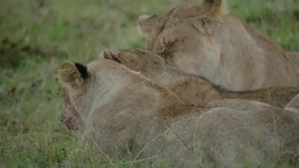 Oroszlán Vőlegény Kölyke Etetés Után Statikus Lövés Afrikai Szafari — Stock videók