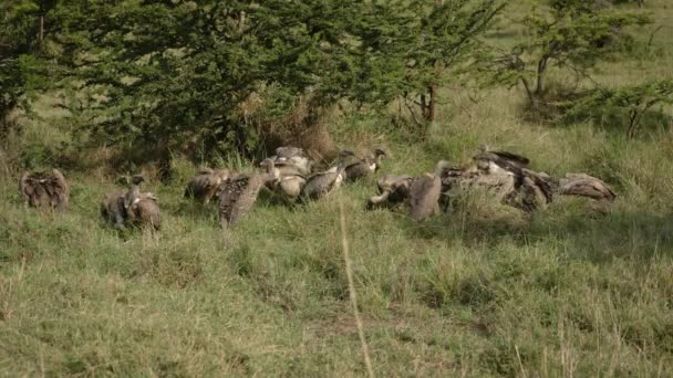 Gieren Jagen Aas Afrikaanse Savanne Schoonmaakploeg Van Natuur — Stockvideo