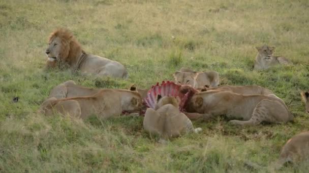 Lion Pride Feeding Together Carcass Prey Male Resting Close — Stock Video