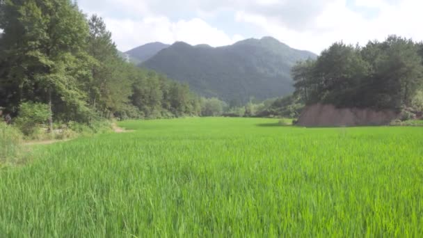 Eine Windböe Wehte Über Das Reisfeld Eine Welle Bilden — Stockvideo