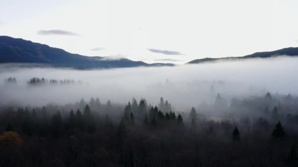 Dumanlı Lar Dağlardaki Sisli Kış Ağaçlarının Üzerinden Uçtu — Stok video