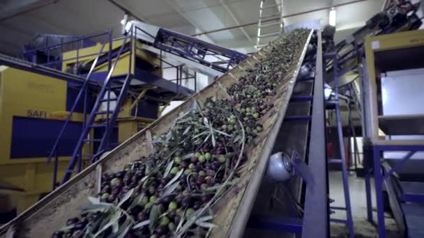 Olijfolie Productieproces Olijf Het Tapijt Fabriek — Stockvideo