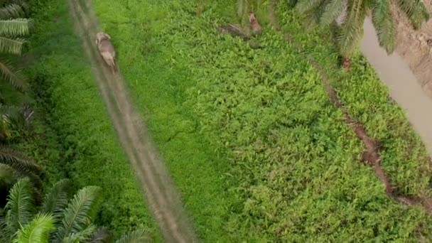 在马来西亚的棕榈树小径上 这架无人驾驶飞机在空中拍了很长时间的大象头像 慢慢地下降到和它一样高的高度 — 图库视频影像
