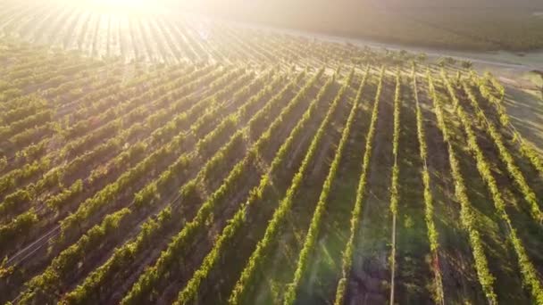 Organiczne Uprawy Winorośli Rolnictwa Widok Lotu Ptaka Langhe Piemont Włochy — Wideo stockowe