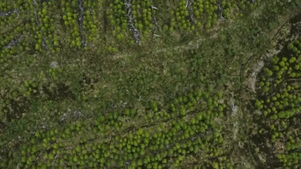 Tree Farm Killarney Countryside Ireland Αεροφωτογραφία Από Πάνω Προς Κάτω — Αρχείο Βίντεο