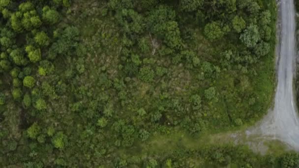 Forest Trees Wilderness Killarney Irlanda Vista Aérea Olho Pássaro — Vídeo de Stock