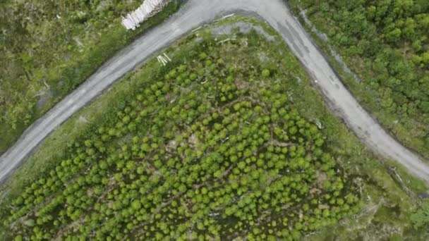 Christmas Evergreen Pine Tree Farm Killarney Ιρλανδία Aerial — Αρχείο Βίντεο