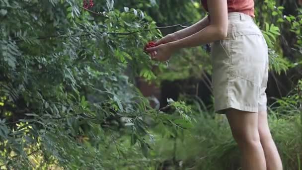 Dívka Stará Horský Popel Rowan Tree Zelené Zahradě Přírodní Životní — Stock video