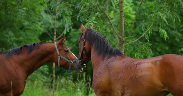 Duo Cavalos Castanhos Com Cabeças Juntas Estão Olhar Para Outro — Vídeo de Stock