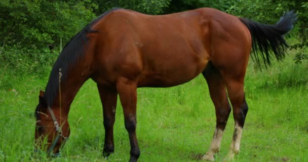 Grasende Braune Pferde Auf Dem Gras Einem Sonnigen Tag — Stockvideo