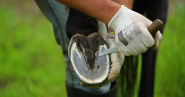 Tratamiento Tratamiento Manos Limpiando Los Cascos Caballo Marrón — Vídeos de Stock