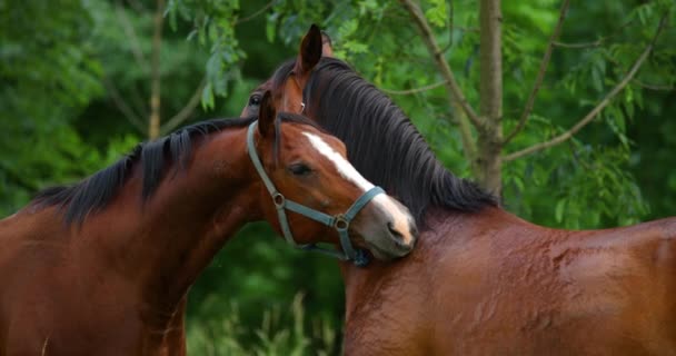 Duo Cavalos Castanhos Com Cabeças Juntas Estão Olhar Para Outro — Vídeo de Stock