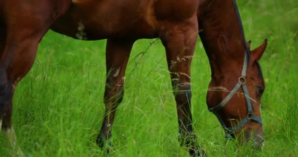 Grazing Brown Horse Grass Sunny Day — Stock Video