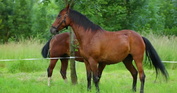 Duet Brązowych Koni Pasących Się Trawie Słoneczny Dzień — Wideo stockowe