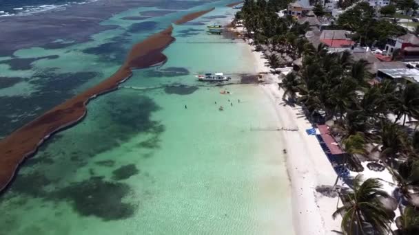 Meksika Karayipleri Nde Bir Plajdaki Sargassum Bariyerlerinin Hava Görüntüsü — Stok video