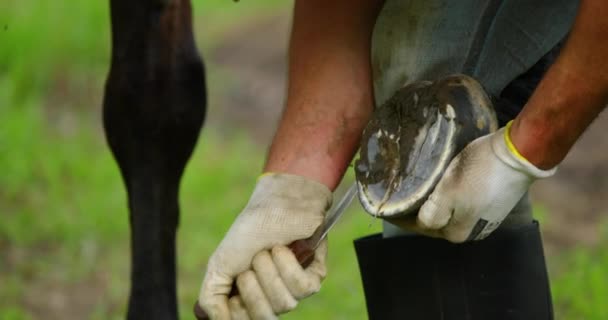 Handbehandlung Und Behandlung Beim Putzen Der Hufe Eines Braunen Pferdes — Stockvideo