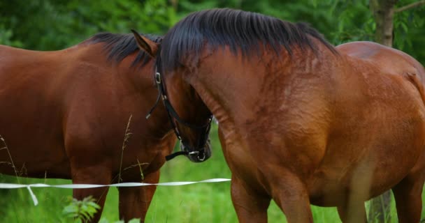 Duo Cavalos Castanhos Pastando Grama Durante Dia Ensolarado — Vídeo de Stock