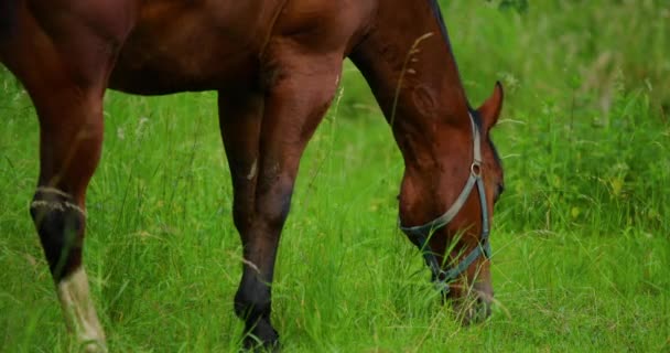 Pâturage Cheval Brun Sur Herbe Pendant Une Journée Ensoleillée — Video