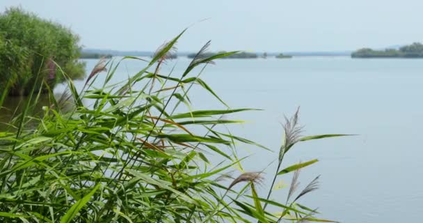 Вид Озеро Тростник Движущийся Ветру Солнечный День — стоковое видео