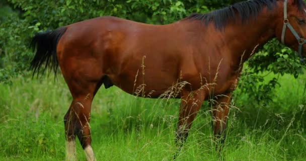 Βόσκεις Καφέ Άλογο Στο Γρασίδι Μια Ηλιόλουστη Μέρα — Αρχείο Βίντεο