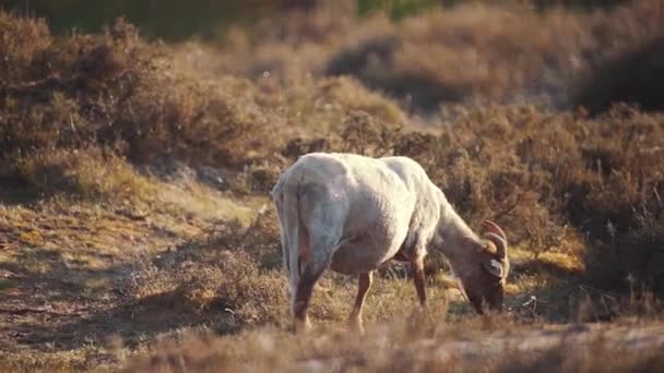 一只山羊在温暖的阳光照射下在地面上吃草 — 图库视频影像
