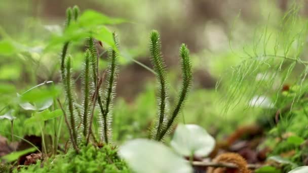 Растение Ликоподиопсиды Растущее Листьевом Лесу Закрыть Редкие Исчезающие Виды Растений — стоковое видео
