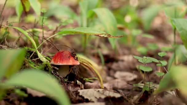 Leccinum Aurantiacum Pomarańczowy Dąb Grzyb Bolete Rosnący Zielonym Lesie Grzybobranie — Wideo stockowe