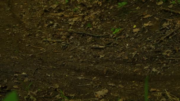 Детальный Вид Лесной Тропы Горного Велосипеда Прохождении Занос — стоковое видео