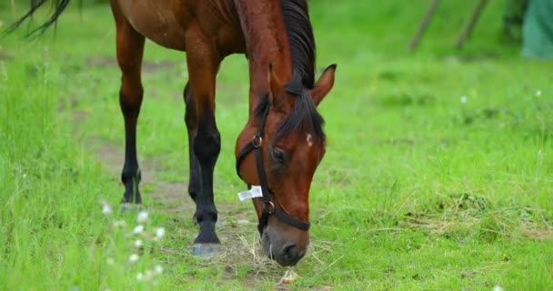 晴れた日に草の上に茶色の馬を放牧 — ストック動画