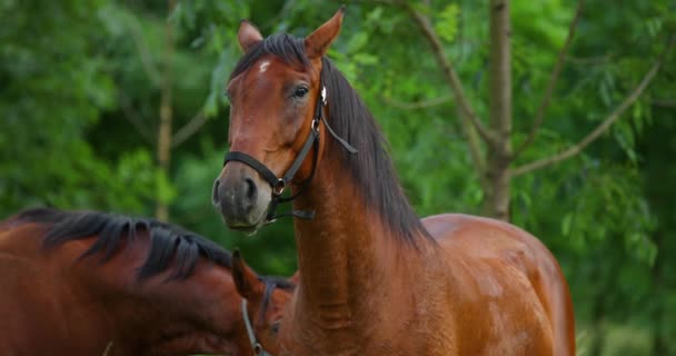 Duo Cavalos Castanhos Pastando Grama Durante Dia Ensolarado — Vídeo de Stock