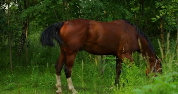 Cavalo Castanho Grama Durante Dia Ensolarado — Vídeo de Stock