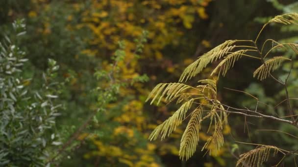 Albizia Amarilla Sale Otoño Día Lluvioso Europa Enfoque Selectivo — Vídeo de stock