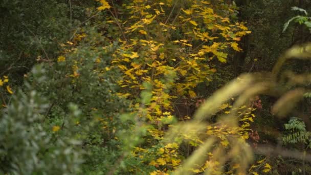 挪威枫树 橡胶树 叶子在秋雨中呈黄色 静止不动 — 图库视频影像