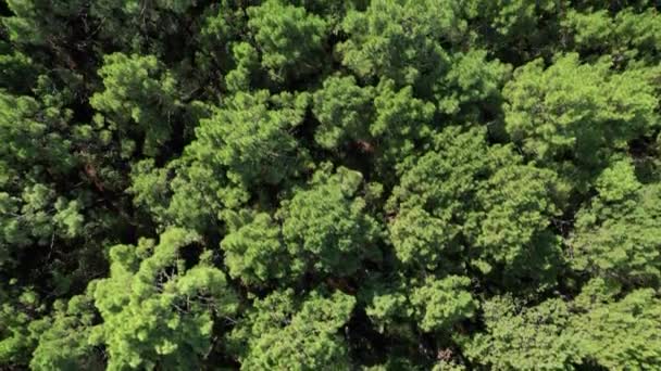 Πράσινο Και Ζωντανή Κορυφές Των Δέντρων Του Δάσους Κεραία Πάνω — Αρχείο Βίντεο