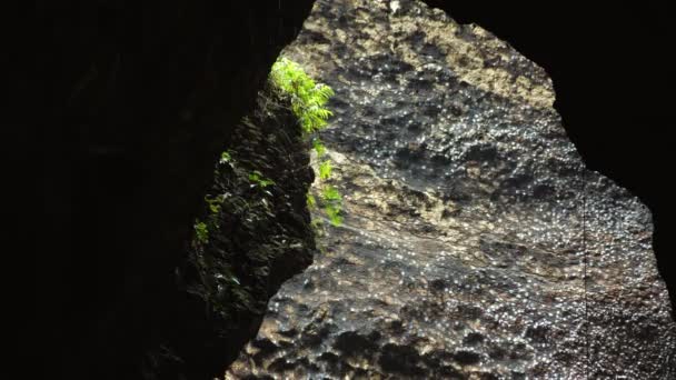Close Grotta Naturale Con Pipistrelli Uscire Uscire Dal Buco Molto — Video Stock