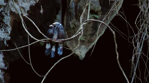 Increíbles Imágenes Pájaros Hornbills Parados Una Liana Selva Tropical Borneo — Vídeos de Stock