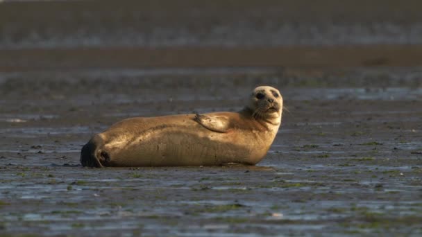 Lone Seal Backlit Sun Resting Beach Texel Wadden Island Netherlands — 비디오