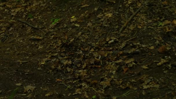 Vista Detallada Sendero Forestal Una Bicicleta Montaña Mientras Pasa Tobogán — Vídeo de stock